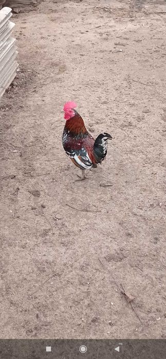 Продам декоративні півник бентамка