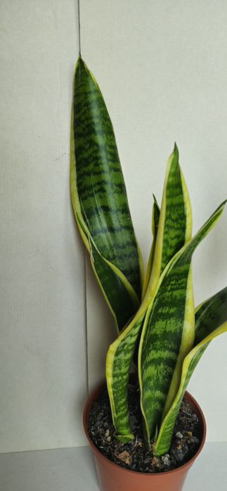 Planta Espada de São Jorge em Vaso 12,5 cm