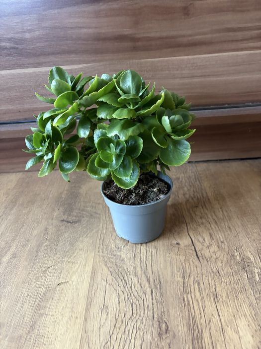 Kalanchoe Kwitnący