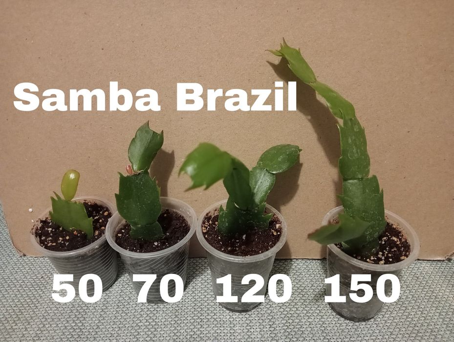 Шлюмбергера Samba Brazil , вкорінені живці.