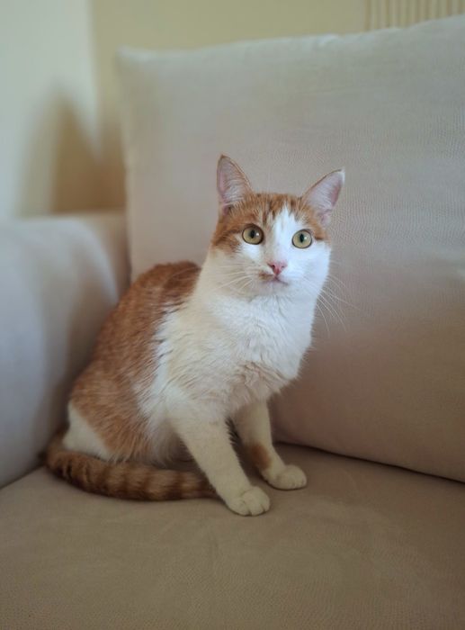 Кастрированный бело-рыжий котёнок-подросток ищет дом! Отдам в хорошие