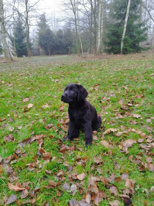 Labrador retriever fci zkwp czarne czekoladowe suczka pies