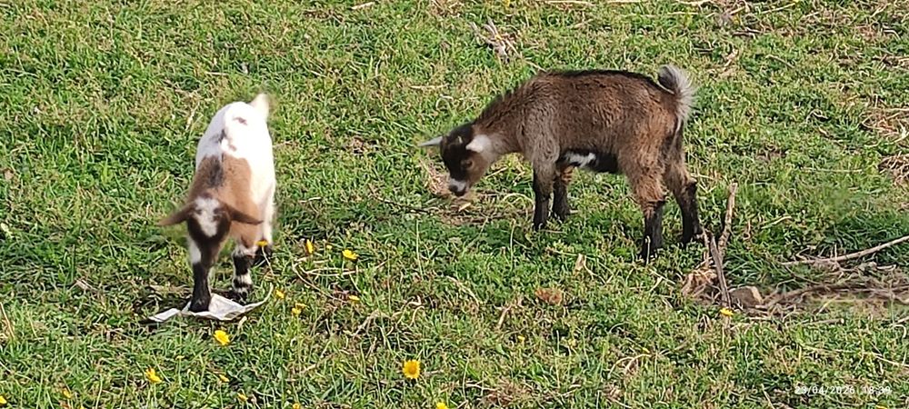 Cabras anás  2 meses e meio, já comem