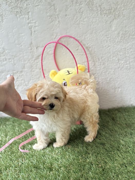 Мини девочка мальтипу микро