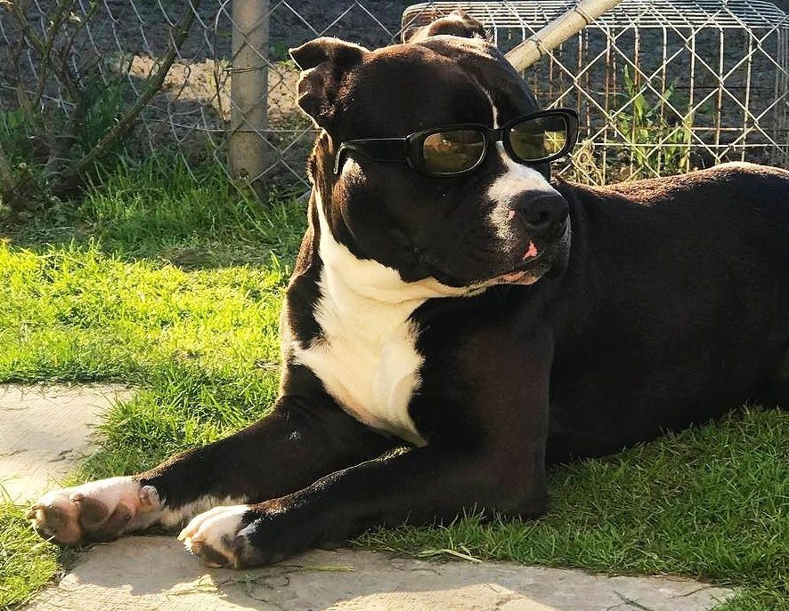 Американський стафордшир-тер'єр для вязки.Стафф.Амстаф