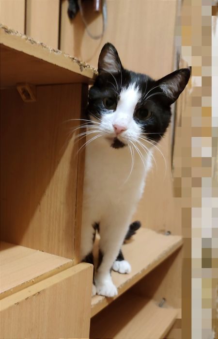 Віддам_ кішки_ кошеня_ мілка