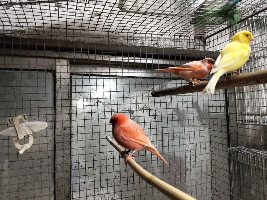 Canários 2025... 6 casais disponíveis