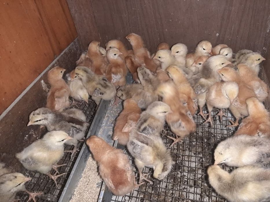 Добові курчата опт і роздріб