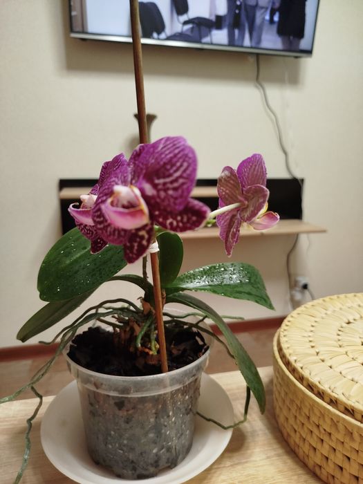 Орхідея ( фалінопсис)