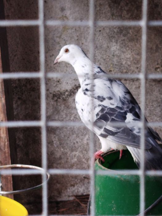 Pombos 10 euro casal