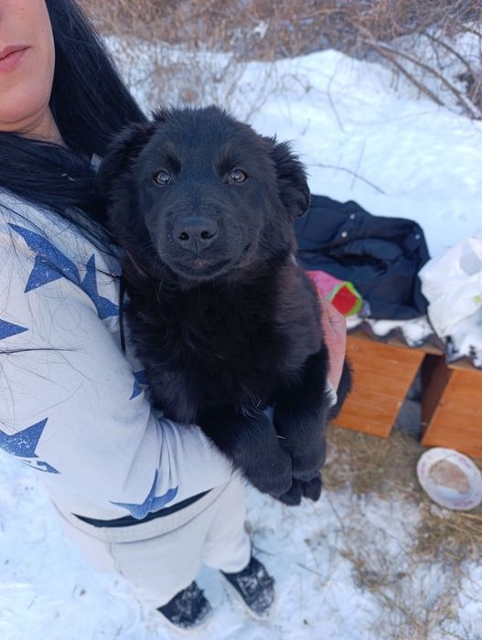 Цуценя чорне  буде середній щенок собака