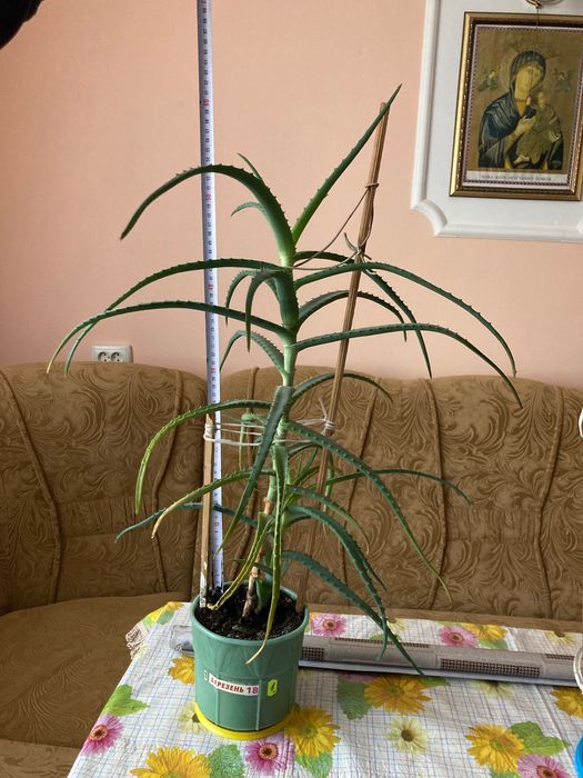 Вазон Алое лікувальний