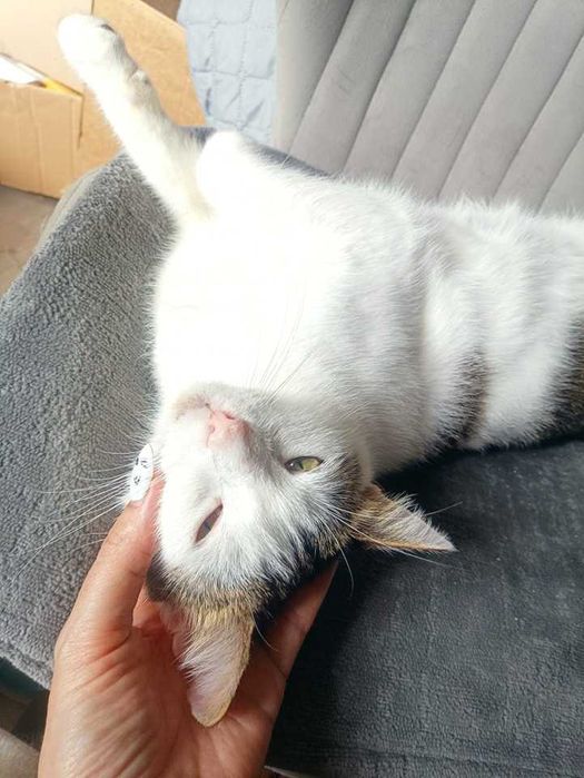 Kotek Armani czeka na swój domek