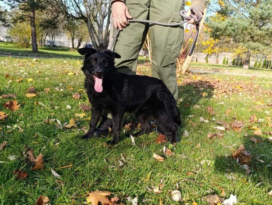 Karbonik młody pies czeka w schronisku bez wolontariatu