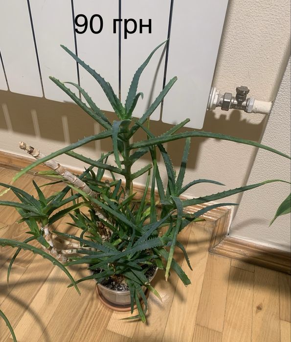 Алое Вера Аспарагус сансевієрія Хлорофітум варієгатний Боні