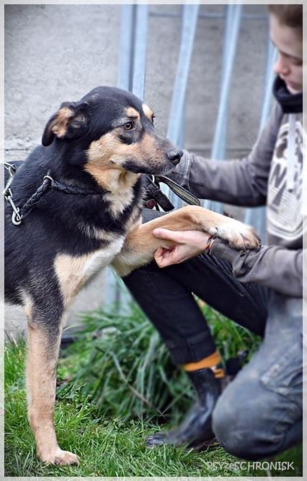 HIPEK dwuletni wdzięczny i łagodny piesio