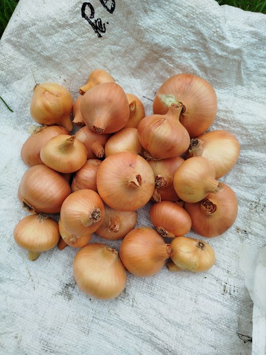 Продам дрібну картоплю,  моркву та цибулю.