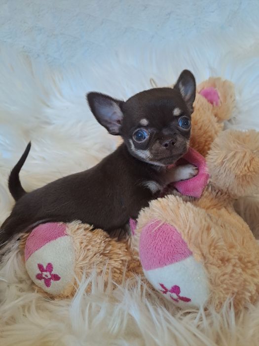 **MELODY**chihuahua sunia xxs krótkowłosa ciemna czekolada calineczka