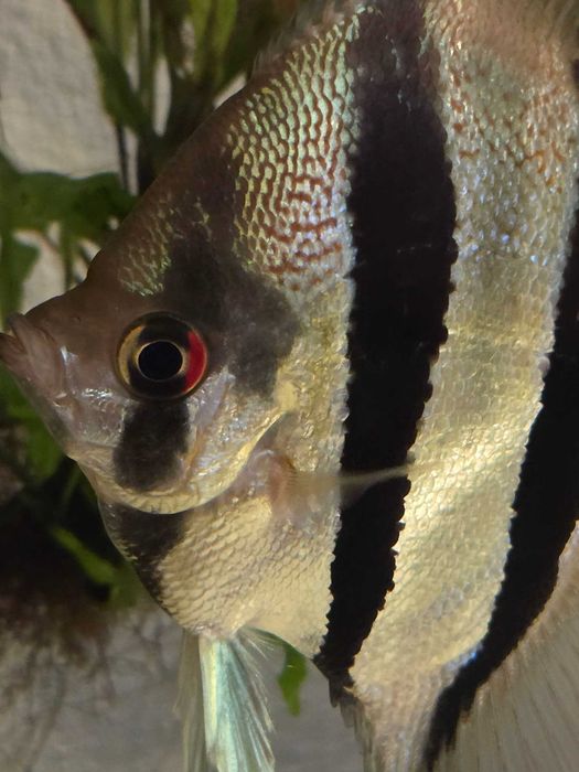 Pterophyllum scalare Skalar peru altum - młode (F2) po pięknych rodzicach