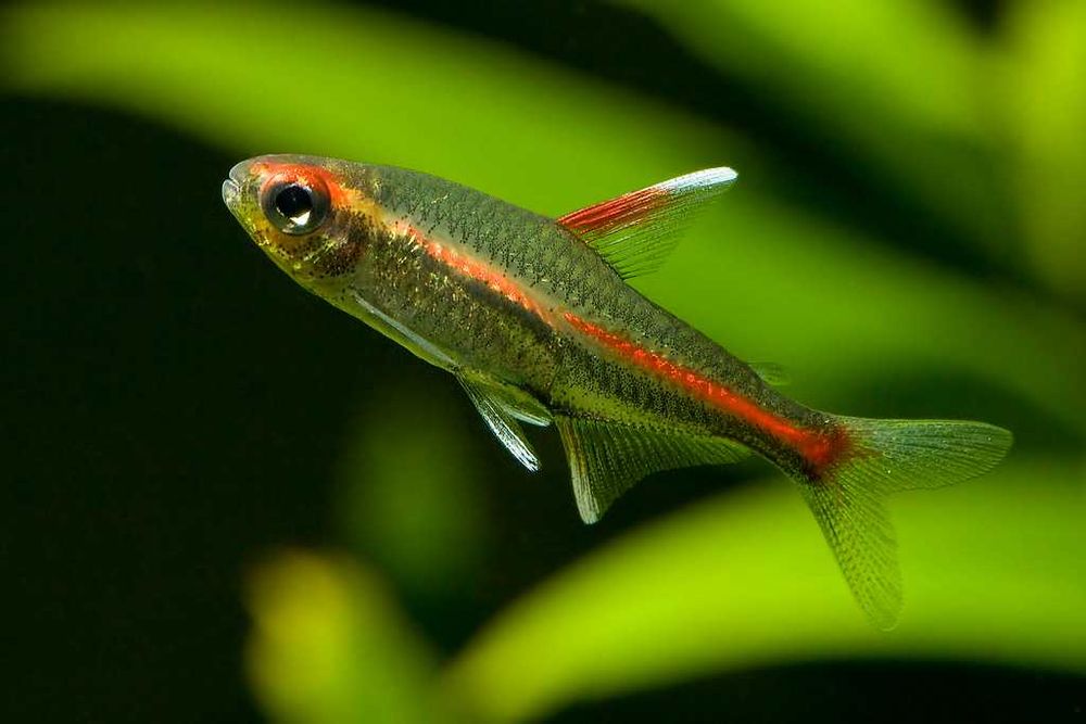 Zwinnik jarzeniec - Hemigrammus erythrozonus - wysyłka, dowóz