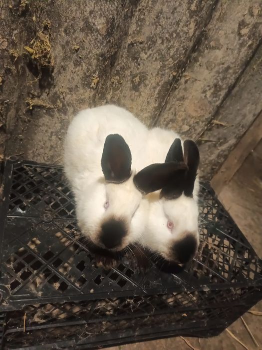 Продам кролики різних порід