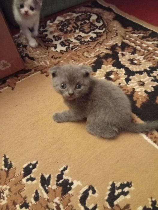 шотландские чистокровные котята