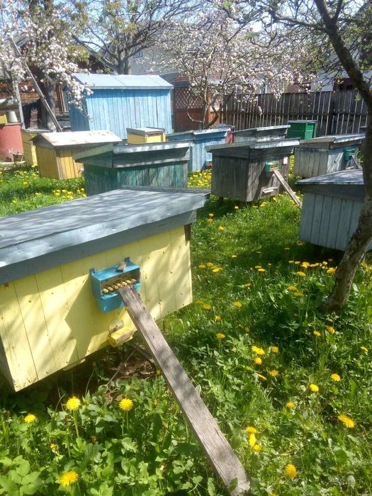 Продам бджолопакети