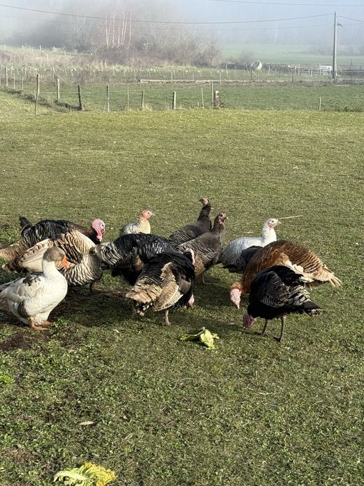 Perus machas adultos