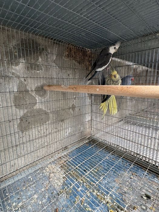 Disponível dois casais de caturras reprodutoras