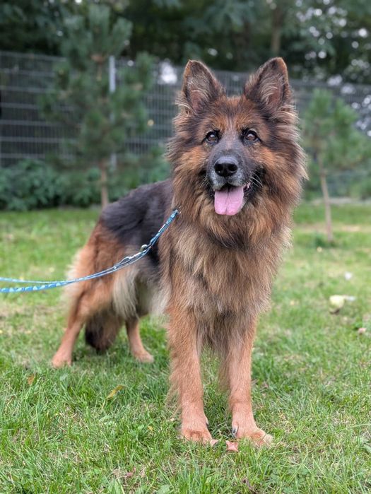 Bramba - cudwona suczka owczarek niemiecki do adopcji!
