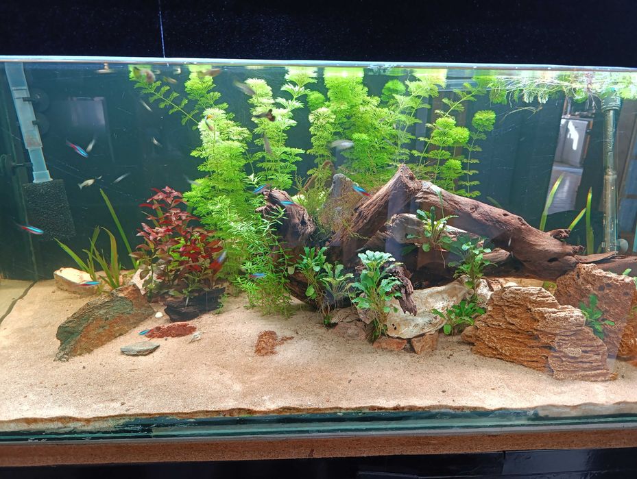 Planta de aquário de fácil manutenção