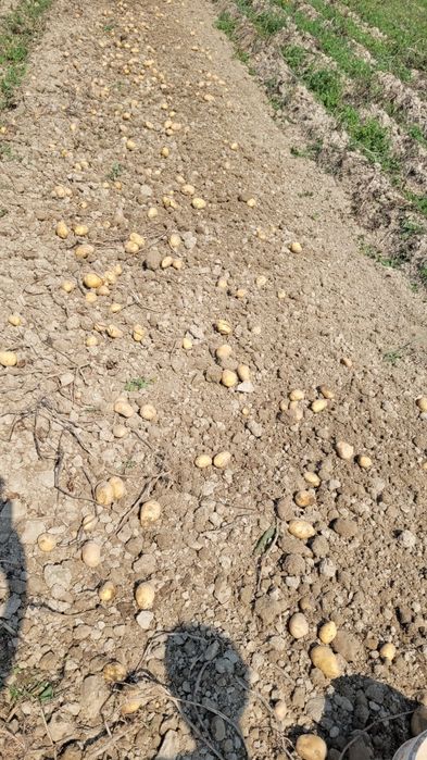 Ziemniaki 2025 jadalne żółte Soraya Melody czerwone Bellarosa