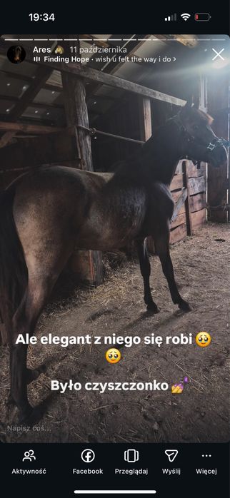 Sprzedam ogiera z 2025 r