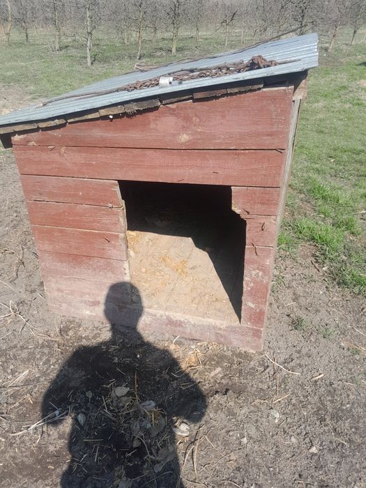 Duża buda dla pieska