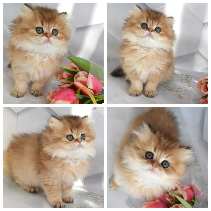 Британські котята золота шиншила