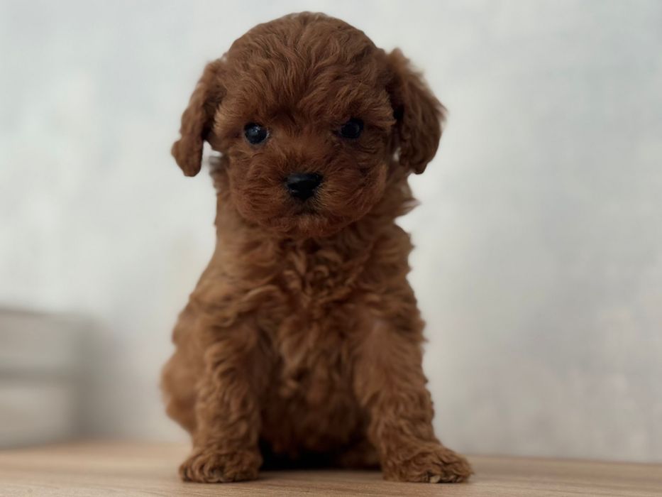 Cavapoo F1-B, suczka ;)