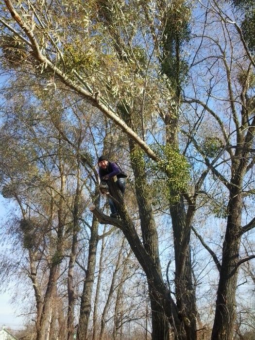 Зрізання обрізка дерев Подрібнення гілок Розчищення ділянок Демонтаж.