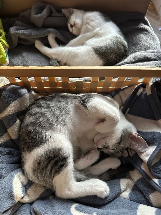 Doświadczona petsitterka – domowa opieka nad psami i kotami Warszawa