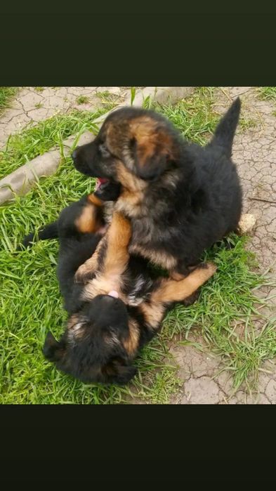 Продам щенков немецкой овчарки длинношерстные