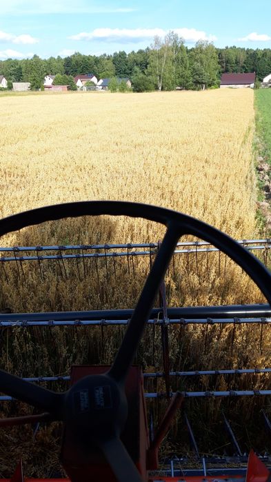 Pszenica, owies , pszenżyto