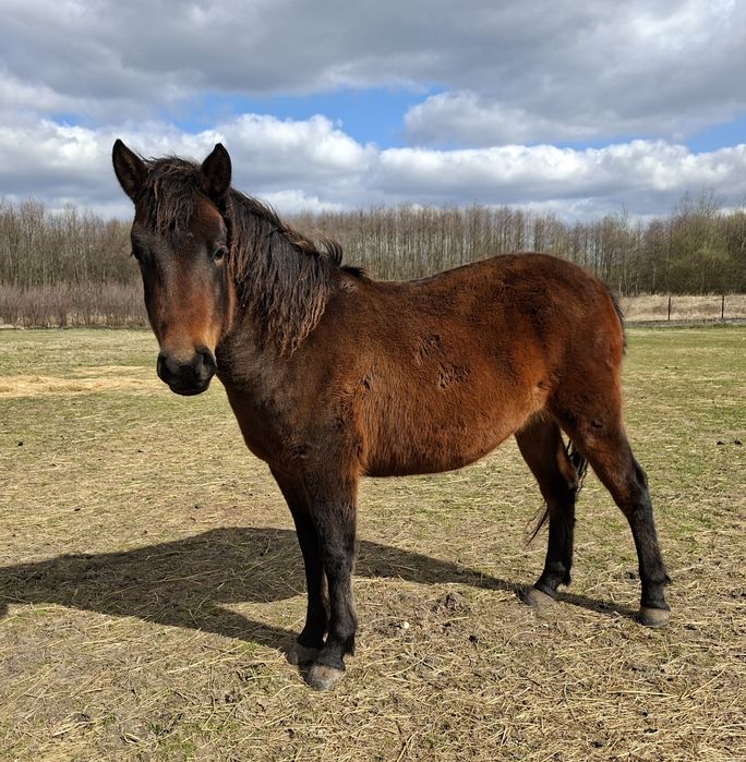 OKAZJA !!! Klacz huculska Lukrecja