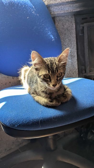 Gatinho para adoção