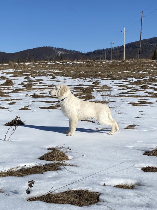 ПРЕМІУМ Голден ретривер хлопчик 5 місяців