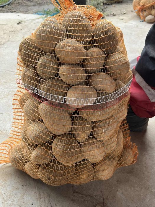 Ziemniaki jadalne vineta i soraya