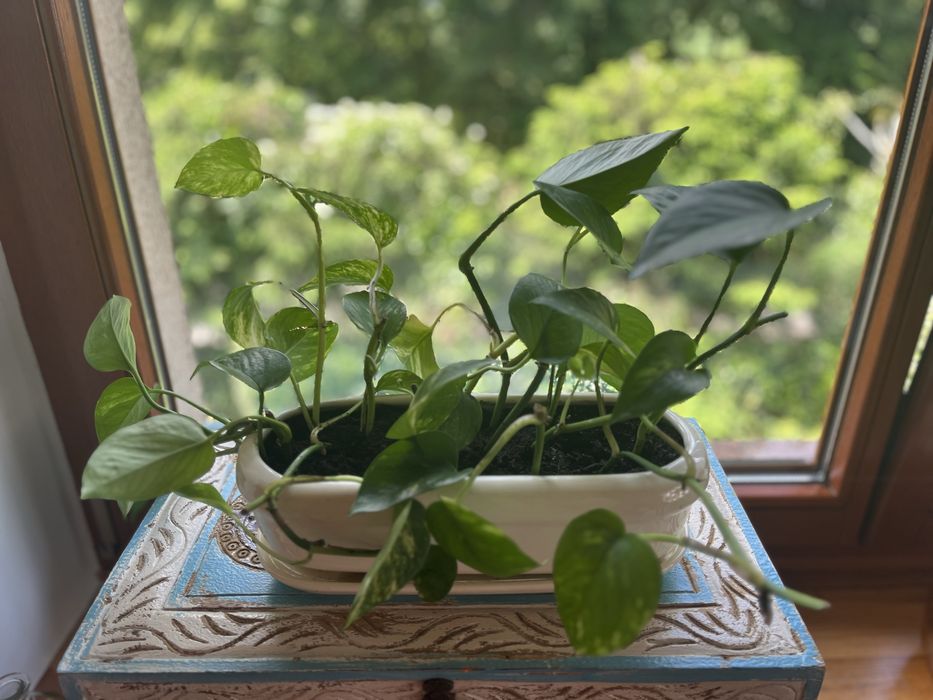 Epipremnum z kremową podłużną doniczką