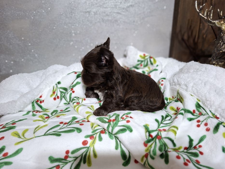 York piesek śliczny