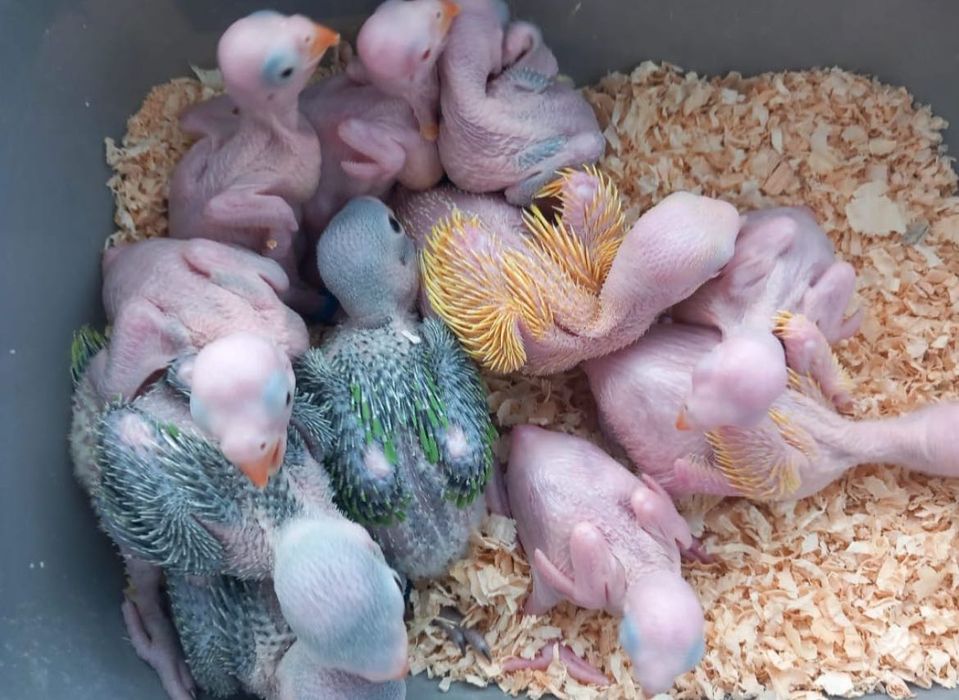 Ring Necks Domesticados ( Loja Profissional)