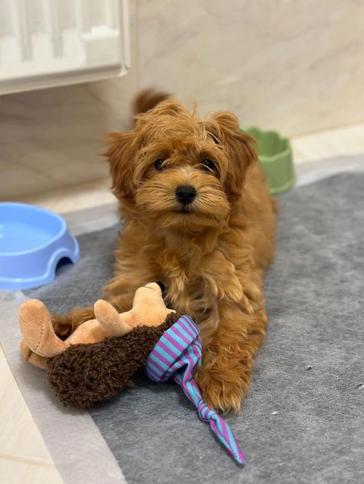 Цуценята мальтіпу продаж. Мальтипу лялькові дітки