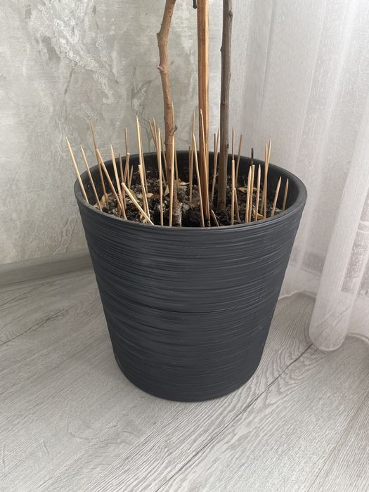 Цветок фикус с горшком