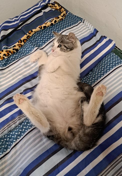 Piękny, wrażliwy kocurek poszukuje domu